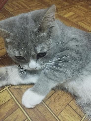 Pulsuz sahibləndirilir. Qarışıq qısa tüklü ev Britan pişiyi.8-9