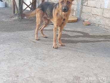 çoban oti: Немецкая овчарка — 2