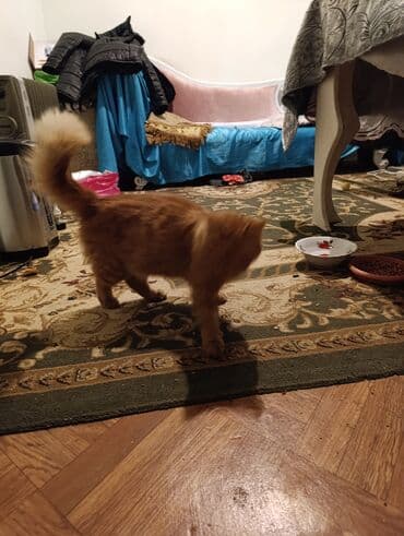 pişik latok: Sevimli pişik – narıncı rəngli, zolaqlı tüklər, qısa pəncələr və çox — 4