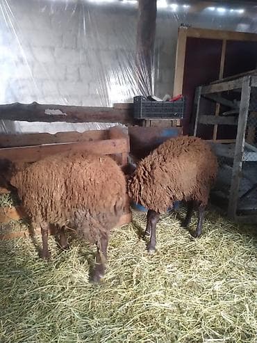 Птицы: Qoyunlar – Azərbaycanda yerli cins, qəhvəyi rəngdə, uzun yunlu Məhsul — 3