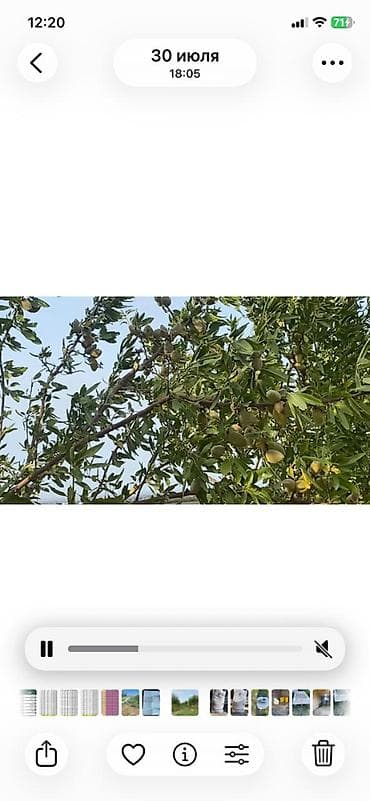 sabirabad ev satışı: 412 sot, Kənd təsərrüfatı, Mülkiyyətçi, Kupça (Çıxarış) — 5