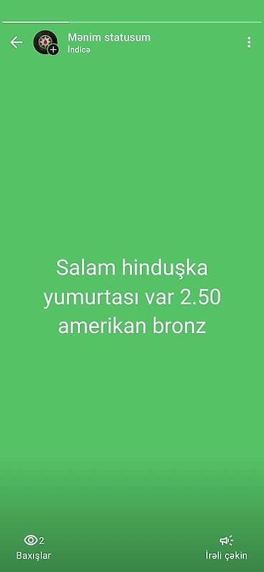 Məhsul: Hinduşka yumurtası Cins: Amerikan Bronz (American Bronze)