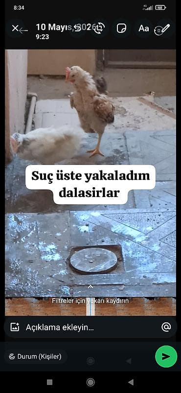 qoyun satisi 2023: Toyuq, Damazlıq — 6