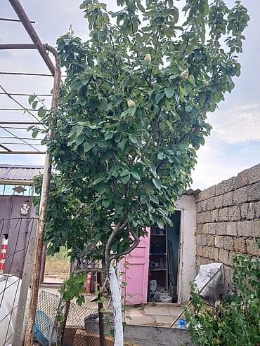 Həyət evi alıram: Nardaran qəs. 3 otaqlı, 3 kv. m, Kredit yoxdur, Orta təmir — 5