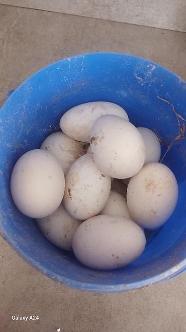 Yarımfabrikatlar: Məhsul: qaz yumurtası Təsvir: - Təbii yemlə bəslənən ev qazları — 1