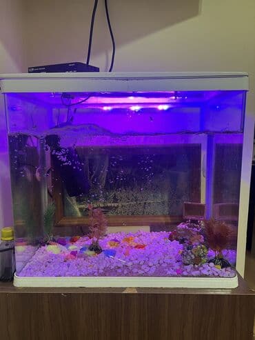 Грызуны: Akvaryum komplekti İçində 2 ədəd pilesos balıqla birlikdə satılır — 4