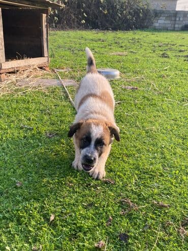 basenc itləri: Alabay, 1 ay, Erkek, Cütləşmə üçün, Ünvandan götürmə — 8