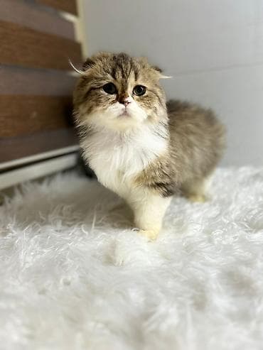 ev pişiyləri: Şotland yastı qulaq — 4