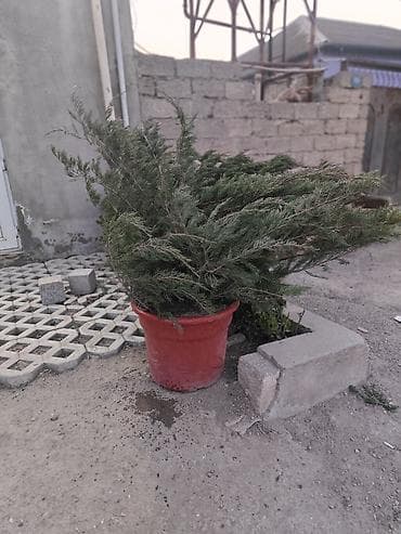 dekor dasi: Dekorativ bağ bitkiləri – qablarda - Cordyline (rəngli zolaqlı — 4