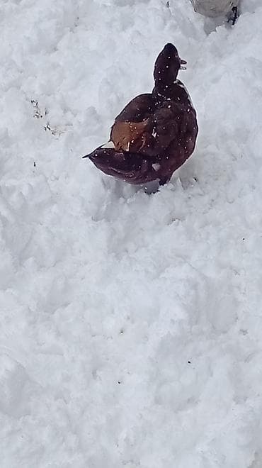 Коровы, быки: Satılır: Misk ördəyi (Muscovy duck) Xüsusiyyətlər: - Rəng: tünd — 1