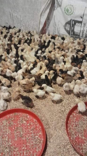 cuce: Toyuq cücələri, Damazlıq — 3