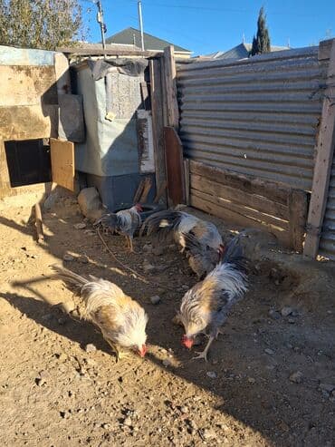 sumqayit liqorin: Курица, Для разведения — 3