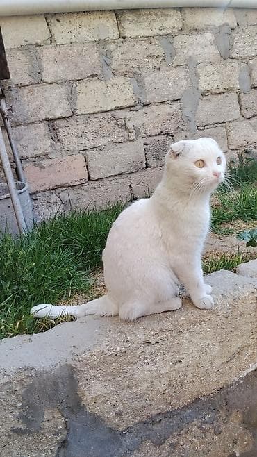 ev pişiyləri: Şotland yastı qulaq, Ünvandan götürmə — 2