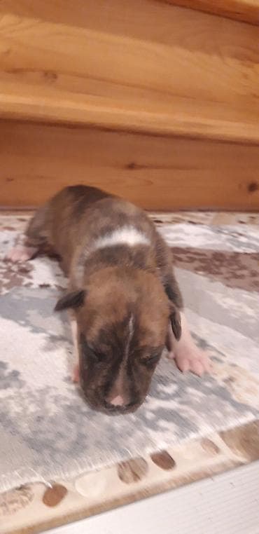it pitbull: Pitbul, Peyvəndli — 6