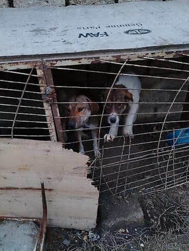 maltese terrier qiymeti: 1 il, Cütləşmə üçün, Ünvandan götürmə — 4