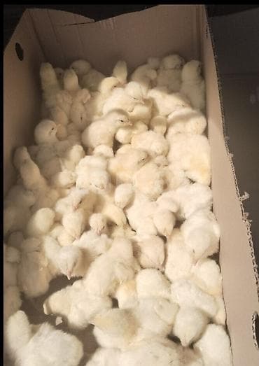 ucuz toyuq: Toyuq cücələri, Damazlıq — 10