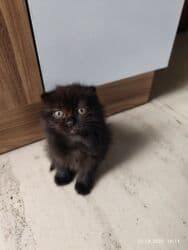 pişik şekileri: Şotland yastı qulaq, Dişi, Pulsuz çatdırılma — 8