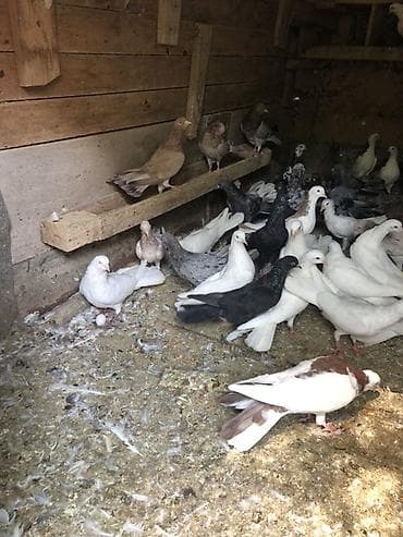 ev qus: Məhsul: Qüvvətli uçuş və dekorativ görünüşlü ev göyərçinləri qrupu — 3