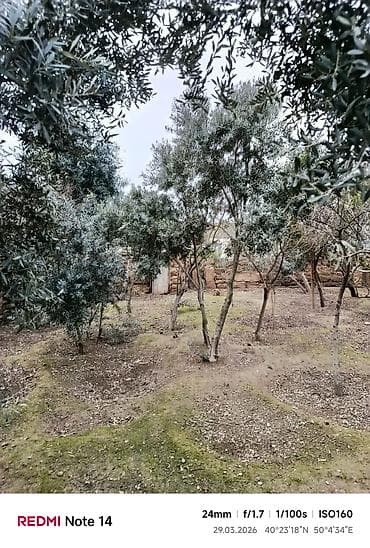 suni ağac: BÖYÜK ENDİRİM❗️Zeytun ağacları – həyət/bag üçün. - Növ: toxumdan — 2