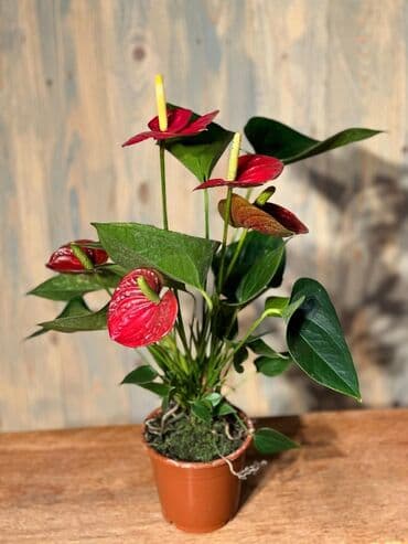 Gübrələr: Otağınıza təbiət gözəlliyi gətirəcək qırmızı anturium bitkisi. Parlaq — 3