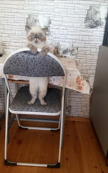 Mətbəx üçün, Yeni, Qatlanan, rəng - Ağ Stul lalafo.az -da Mətbəx üçün, Yeni, Qatlanan, rəng - Ağ Stul