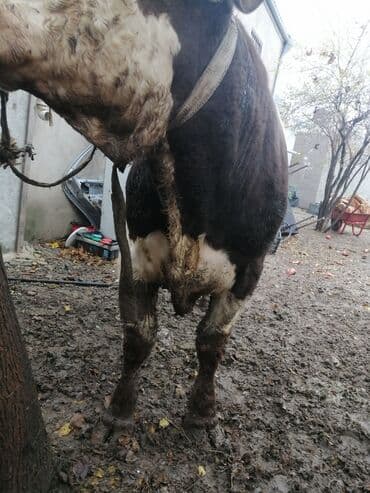 Gəmiricilər: Super kökdü başqa danalarda varımdı cəkisi 550 560 kilo olar — 2