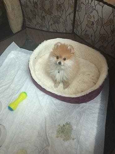 Şpitz, 3 ay, Erkek, Sənədli, Ünvandan götürmə — 2