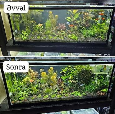 balıq akvarium: Sülhsevər, Ödənişli çatdırılma, Ünvandan götürmə, Rayonlara çatdırılma — 5