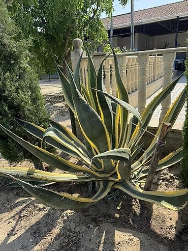 diffenbaxiya bitkisi: Agave americana ‘Variegata’ – dekorativ sukulent - Növ: Agave — 1