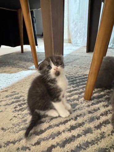 pişikler ucuz: Şotland — 12