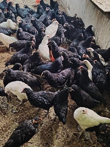 eşey satışı: Toyuq, Damazlıq — 5