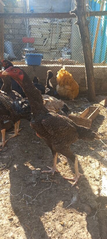 setteri it cinsinin digər adı: Satılır: Uzunboyun, iri cüssəli, sərt ayaqlı yerli döyüş tipli — 2