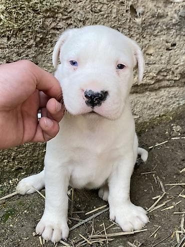 pulsuz it verirem: Doq, 1 ay, Erkek, Peyvəndli, Ünvandan götürmə, Ödənişli çatdırılma — 4