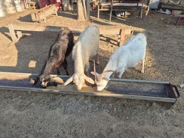 heyvanlar keci: Satılır: 3 baş keçi - Növ: Qarışıq yerli cinslər - Rənglər: ağ — 3