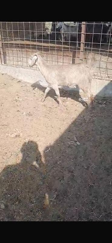 cin bildircin: Keçilər satılır 11 baş heyvandır maraqlanan əlaqə saxlaya bilər — 3
