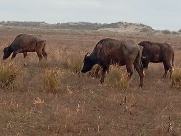 mal satisi: Məhsul: Su camışı sürüsü boğaz çatmışlar. 9 heyvan 6 ana camis . 3 — 10