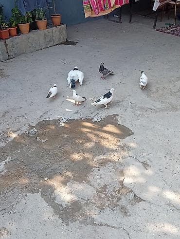 dəniz donuzu qiyməti: Tam sağlam quşlardi 2 cüt 2 bala 1 əbrəşdi altında 4 yumurtaları da — 5