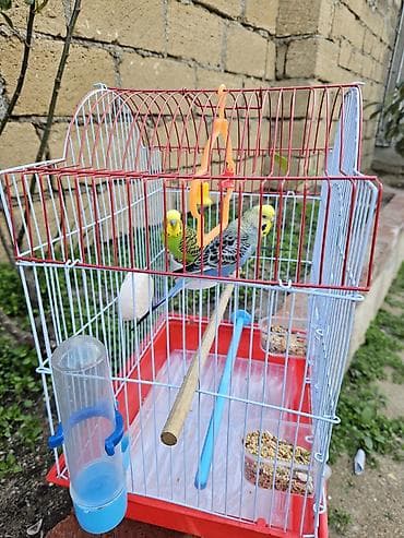 pisik ucun: Zəng yox, yalnız whatsapp!!! Alman cinsi - dişi, Çex cinsi - erkək — 10