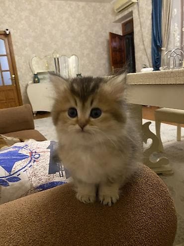 lalafo pisik: Şinşilla, Dişi — 9