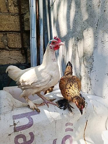 bulbul quşu satışı: Toyuq, Damazlıq — 1