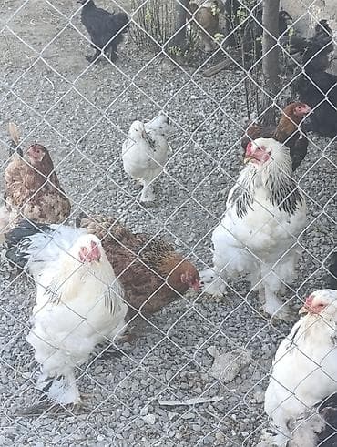 bramo xoruz: Şəkildə gördüyünüz light brahma xoruzlar satılır 45₼ Ondan əlavə 2-3 — 1