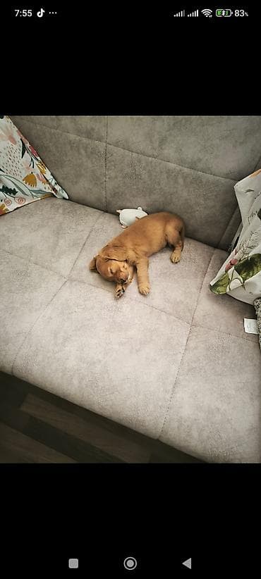 Quşlar: Saf qızılı-qəhvəyi rəngli, kiçik ölçülü balaca it balası (yavru) — 1