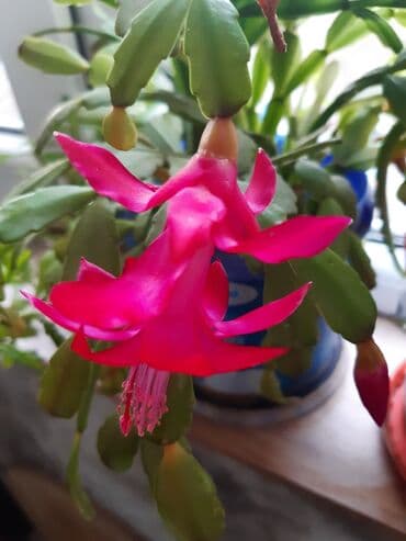 sirqa gulu haqqinda: Декабрист, отросток домашнего растения за 5 ман. в данный момент — 2