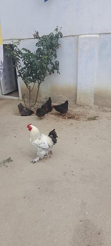 karella quş: Toyuq, Brama, Damazlıq — 3
