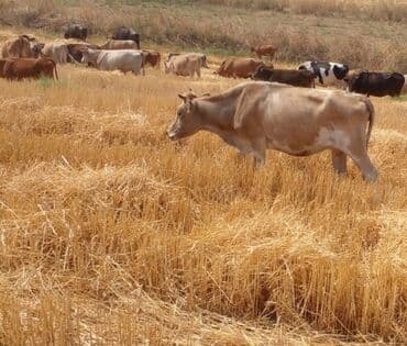 sudluk inek: Dişi, il: 4, 200 kq, Damazlıq, Ünvandan götürmə — 1