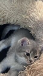 pişik şekileri: Britan, Dişi, Yaxşı əllərə, Ünvandan götürmə — 1