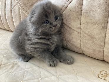 balaca cücə: Şotland uzun tüklü, Pulsuz çatdırılma — 1