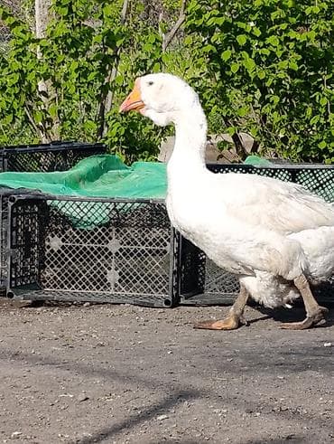 ev itləri ucuz: Dişi, | Xolmogor, Damazlıq — 1