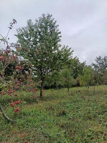 gence şeheri: 22 sot, Kənd təsərrüfatı, Mülkiyyətçi, Kupça (Çıxarış) — 5