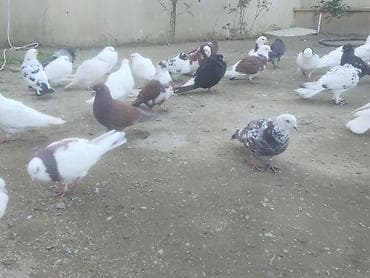 goyercin: 25 dene quwdu 5 manatdan — 2